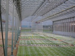 Sere pentru floricultura  cu fonduri UE