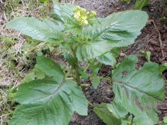 Brassica nigra L., muştar negru