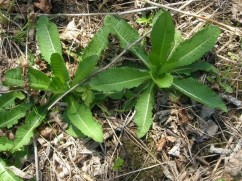 Dipsacus laciniatus L.,  scaete