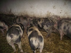 porci pentru craciun