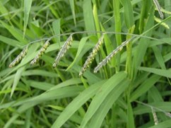 Eriochloa villosa Thunb.