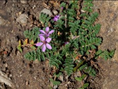 Erodium cicutarium L., pliscul cocorului