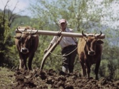 EVOLUTIA PRODUCTIEI ANIMALE - EVOLUTIA CUNOSTINTELOR DE ZOOTEHNIE