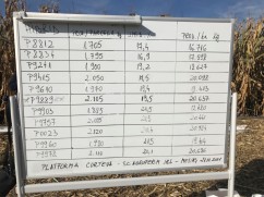 Hibridul P9889, producție de peste 20 t/ha