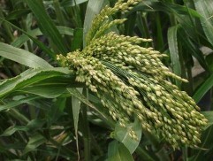 Panicum miliaceum L. ,mei