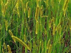  Setaria pumila (Pior.) R. et Sch., mohor