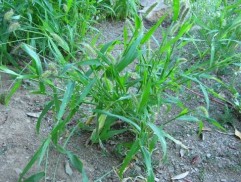 Setaria verticilatta(L.) P. Beauv., mohor