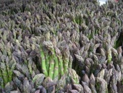 Cum să îţi faci o cultură de spranghel şi ce profit îţi poate aduce aceasta