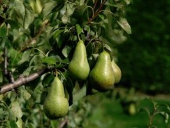 EcoFruct Sultana, povestea unei tinere absolvente care a mizat pe cultivarea pomilor fructiferi