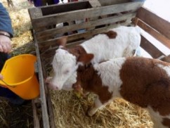 ANUNŢ pentru crescătorii de Bălţate Româneşti: Se fac înscrieri pentru Registrul Genealogic