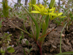 Gagea villosa,  scânteiuţă