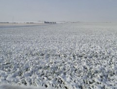Prognoza Agrometeorologică 06-12 ianuarie 2021. Ce recomandă meteorologii agricultorilor?