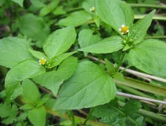 Galinsoga parviflora, slăbănog, busuioc de câmp