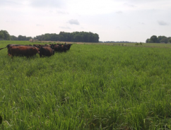 Modernizarea agriculturii românești: digitalizarea contractelor de concesiune pentru pășuni