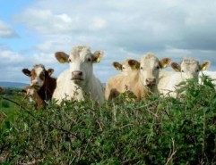 Unul dintre cei mai importanți fermieri din Cluj a decis să își vândă vacile