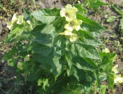 Hyoscyamus niger L., măselariţă, nebunariţă 