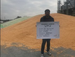 Producție record la porumb cu hibridul P0937 în ferma lui Dan Priceputu