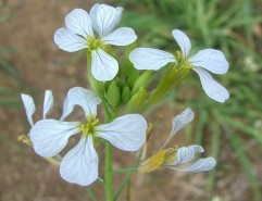 Raphanus raphanistrum L., ridiche sălbatică