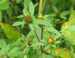 Bidens tripartite L., dentiţă