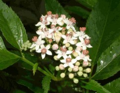 Sambucus ebulus L., boz