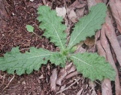 Cirsium vulgare L., crăpușnic, scai