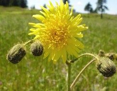 Sonchus arvensis L., susai de câmp