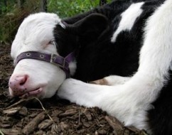 La ferma Șimnic, vacile Holstein-Frize dau 60 l de lapte pe zi