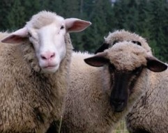 Oierii, obligați să se înscrie în Registrul Genealogic și C.O.P.