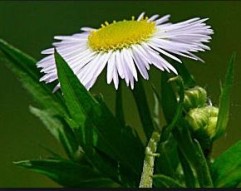 Erigeron annuus L.