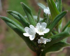 Lithospermum arvense, mărgeluşe