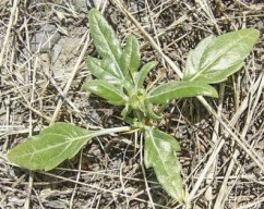 Xanthium spinosum L., holeră
