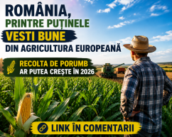 Recolta de porumb din România ar putea crește în 2026, în timp ce Europa se confruntă cu seceta