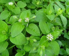 Stellaria media (L.) Cyr. racoviță