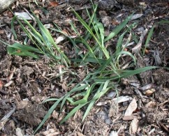 Elymus repens L., pir târâtor