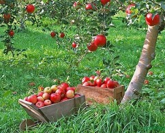 AFIR va lansa în cursul anului 2022 submăsura 4.1a, dedicată investițiilor în exploatațiile pomicole