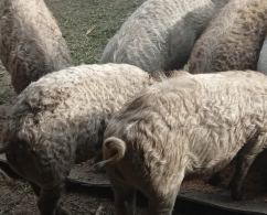 Sprijin pentru crescătorii de porci mangalița: Proiect de hotărâre în discuție