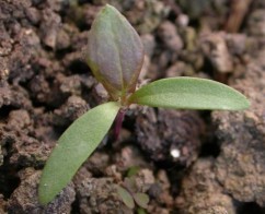 Fallopia convolvulus L., hrişcă urcătoare 