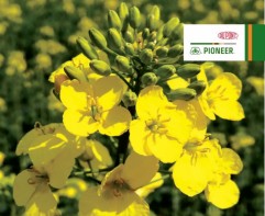 Hibrizii de rapiță convenționali DuPont Pioneer