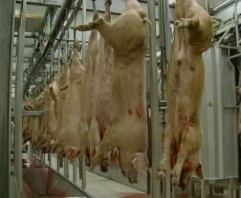 Tehnologia abatorizarii Suinelor-Germania