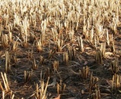 Vaslui: Pagube însemnate pentru agricultori, peste 48.000 de hectare afectate de secetă