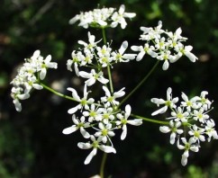 Bifora radians M.B., iarbă puturoasă, pucioagnă