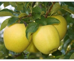 pomi fructiferi de vanazre