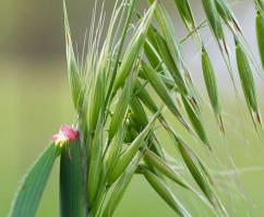 Avena fatua L. ,odos, ovăz sălbatic