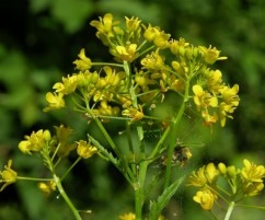 Rorippa silvestris(L.) Bess., boghiță