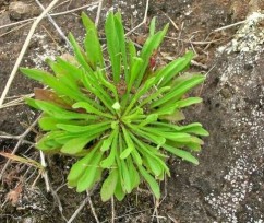 Conyza canadensis L., bătrâniș