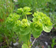 Euphorbia helioscopia L., laptele cucului 