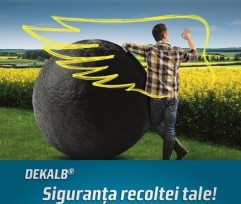 Portret de final de sezon de rapiţă;      Performanţe deosebite ale hibrizilor DEKALB