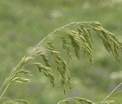  Bromus secalinus L. , secărea