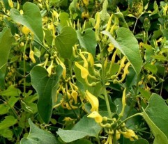 Aristolochia clematitis L.mărul lupului, cucurbeţică