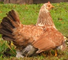 APIA eliberează adeverinţele pentru beneficiarii Măsurii 215, bunăstarea animalelor (păsări)